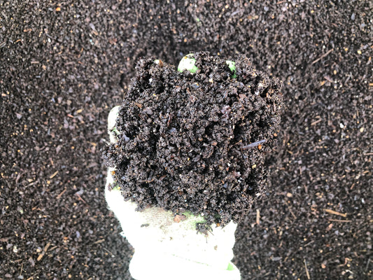 Vermicomposting In The Wooden Worm Box