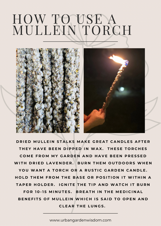 Mullein Torches