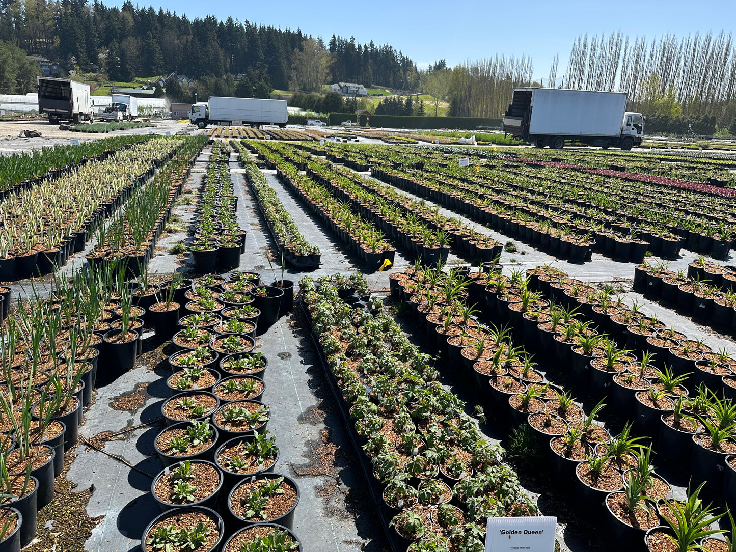Plant Sourcing and Mobile Nursery Services