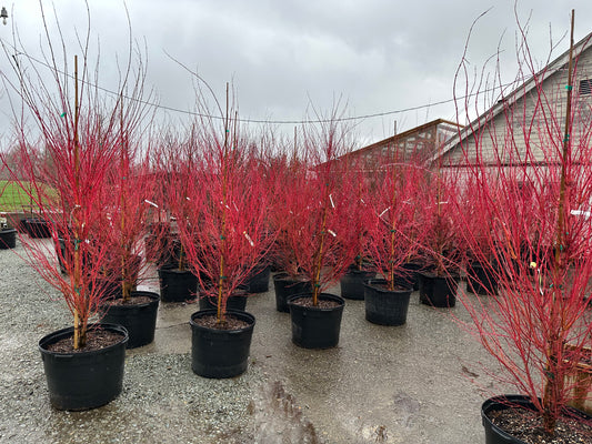 Plant Sourcing and Mobile Nursery Services