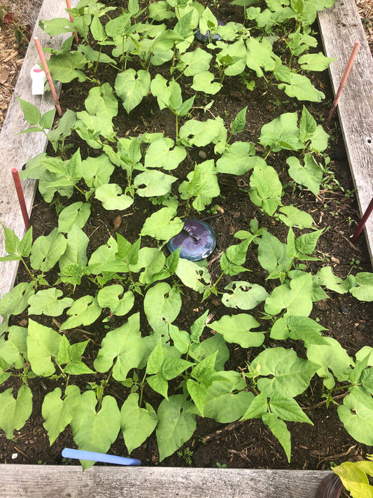 Garden Coaching: Hourly