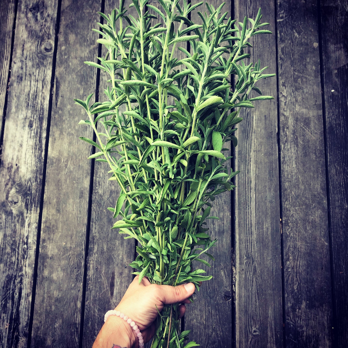 Garden Coaching: Hourly