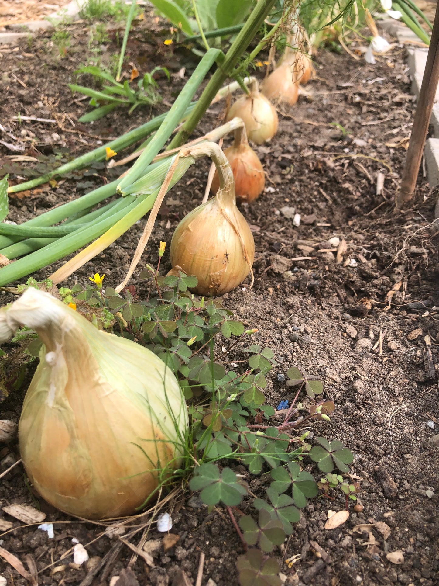 Garden Coaching: Hourly