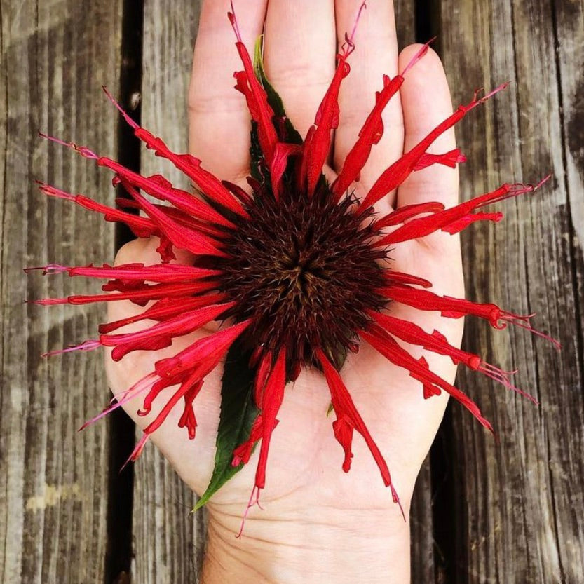Magical Monarda