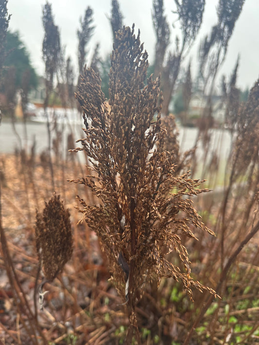 Let The Garden Be:  What If "Messy" Is The Point?