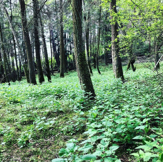 Why Nettles Are Worth The Sting: According to Mom