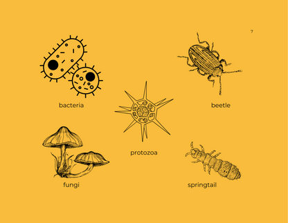 An introduction to soil life for young readers