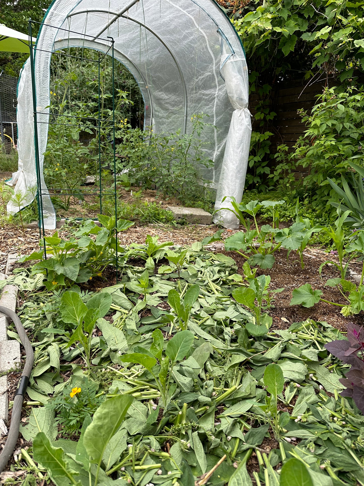 Enhanced Garden Coaching:  90 Minutes plus follow-up notes/plant lists