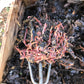 Zoom Vermicompost Class: Feb 12th @ 7:00 PM (PST)