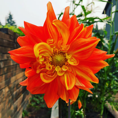 Enhanced Garden Coaching:  90 Minutes plus follow-up notes/plant lists