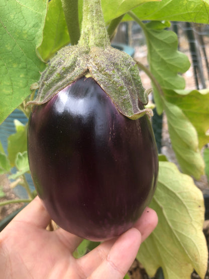 Garden Coaching: Hourly