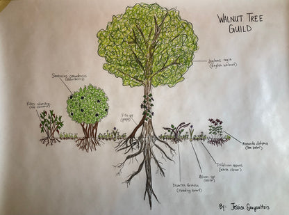 Planting Plans and Small Space Garden Design
