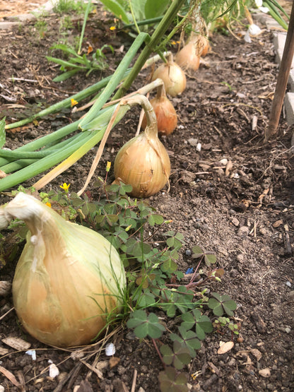 Garden Coaching: Hourly